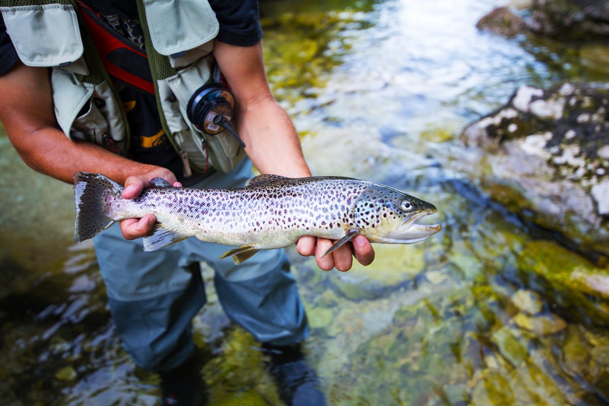 Pesca alla trota in torrente di montagna: tutto ciò che c'è da sapere