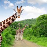 Safari in Africa: la guida per cominciare ad organizzare il tuo viaggio