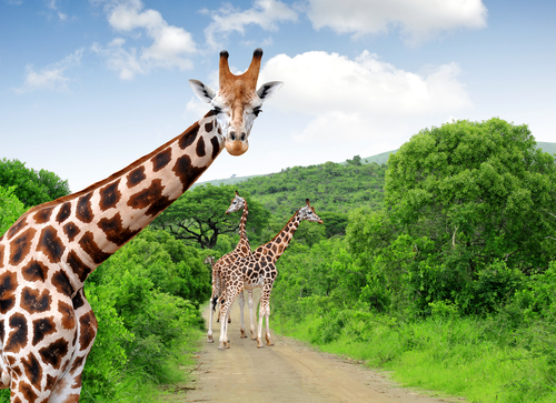 Safari in Africa: la guida per cominciare ad organizzare il tuo viaggio
