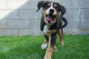 Convivere con un cane affetto da artrosi: strategie per una vita felice